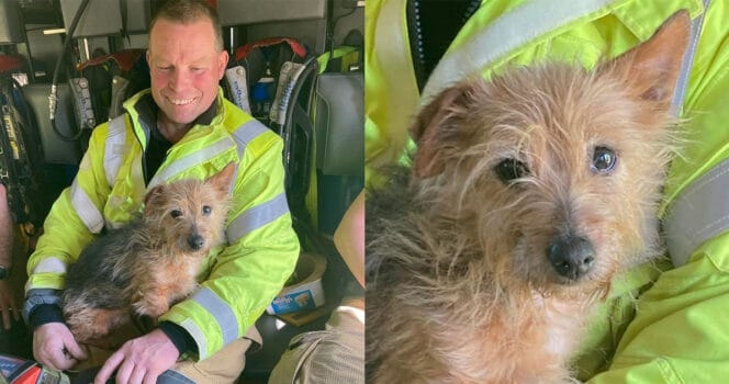 Firefighter finds loyal dog in deceased woman's home — decides to adopt her himself