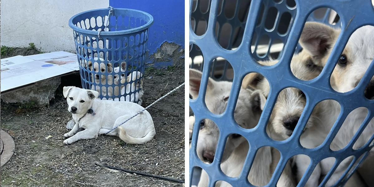 Rescuers Spot Dog Tied To Laundry Basket — Then Notice Tiny Eyes Peeking Out Of It