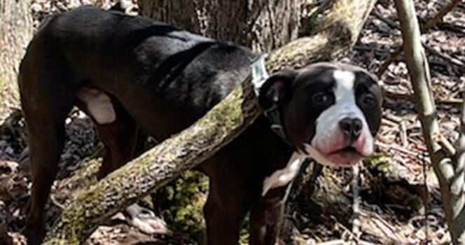 Abandoned dog found tied to tree — dog now in good hands as owner charged with cruelty