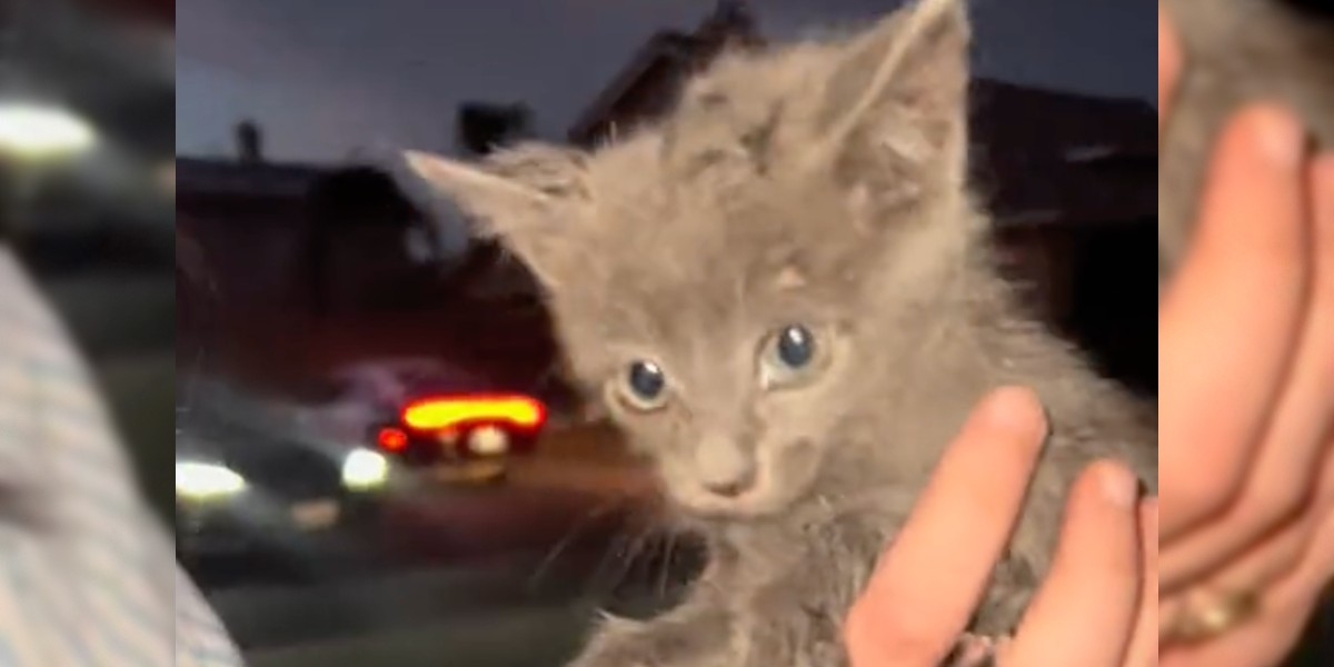 Woman Sees Firefighters Rescue A Kitten — Then Can’t Bring Herself To Say Goodbye