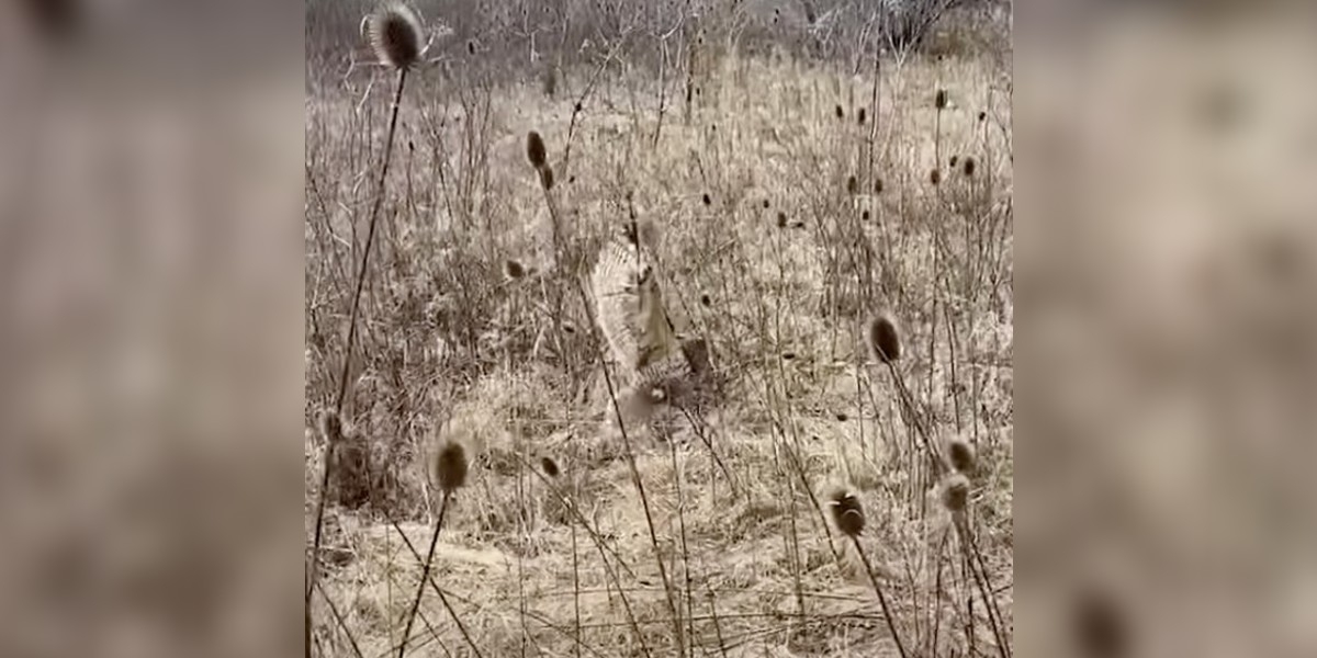 Hiker Stops In His Tracks When He Sees Something Shocking Hanging In The Brush