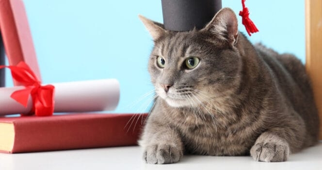 Beloved university campus cat receives honorary degree at graduation