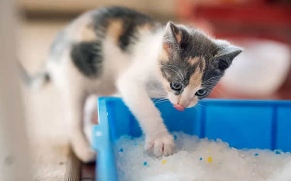 How Do Cats Know to Use the Litter Box? We've Got the Scoop