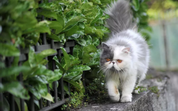 Indoor vs. Outdoor Cats: Should You Let Your Kitty Roam?