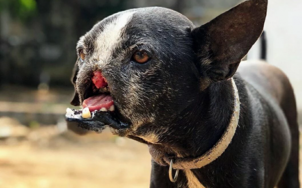 Inhumane Punishment: Dog Punished with Nose and Mouth Cut for Stealing Meat