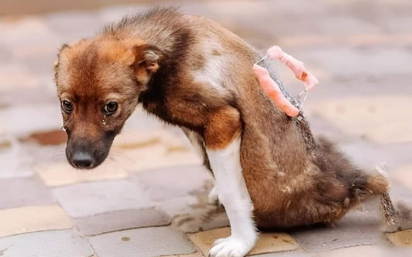 Overcoming Adversity: Dog Struggles with Spinal Necrosis, Defies Odds to Embrace Daily Life"