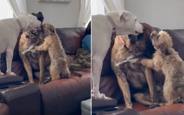 Abused Dog, Rex, Has The Pawfect Siblings To Help Him Overcome Anxiety