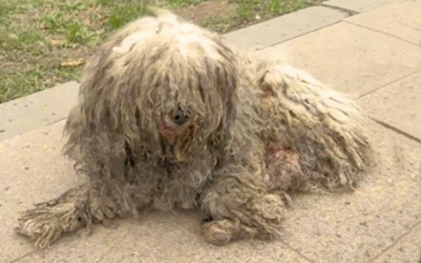 Injured Pup Lying Motionless By The Street Was Overjoyed To See Somebody Finally Stop To Help