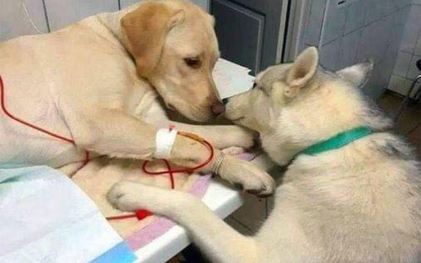 Loyal Friend Never Leaves Side of Dog Battling Leukemia