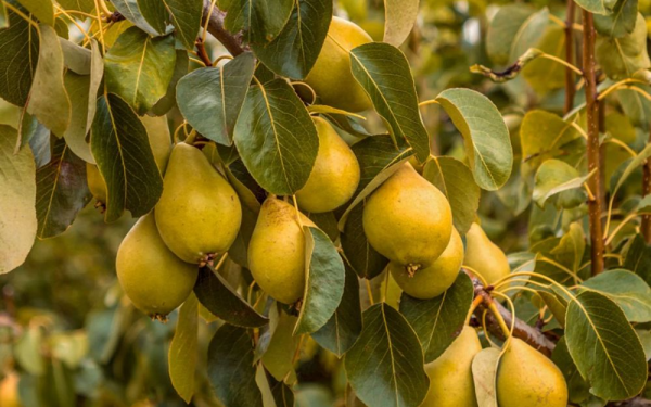 Pears Are Nutritious But Can Be Harmful If Not Eaten Correctly