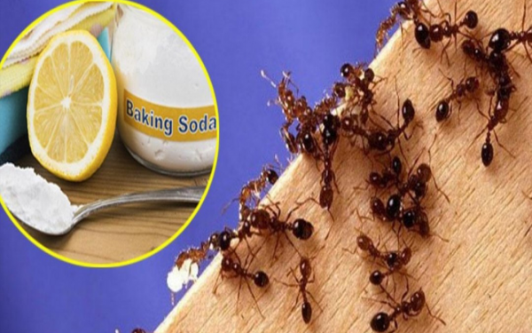 4 ways to get rid of ants from your house