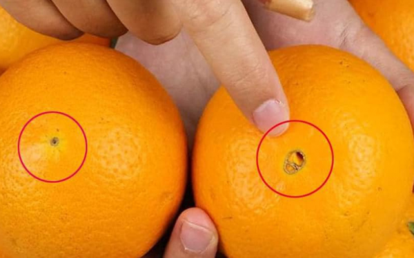 Oranges with "big navel" and "small navel" are different