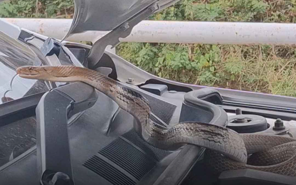 A large python slithered into a luxury sedan