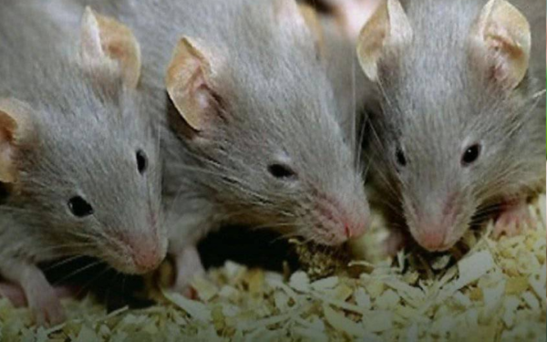 Here are 3 simple ways to keep mice out of your home