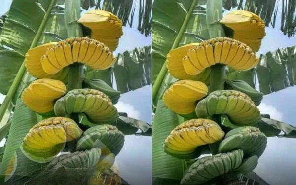 For those who don't know what kind of banana this is