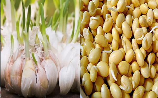 3 types of sprouted foods are extremely valuable