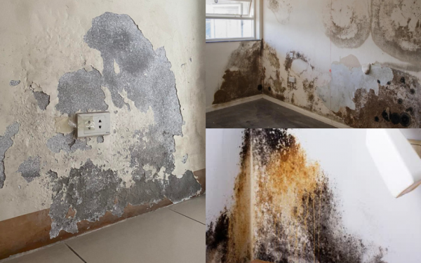 Tr.ea.ting black mold and peeling stains