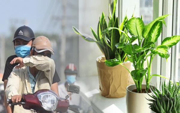 Air pollution is on the rise, put these 7 plants