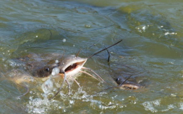 The man found something horrifying in the fish's stomach