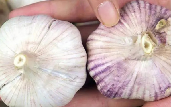 Should I buy white garlic or purple garlic?