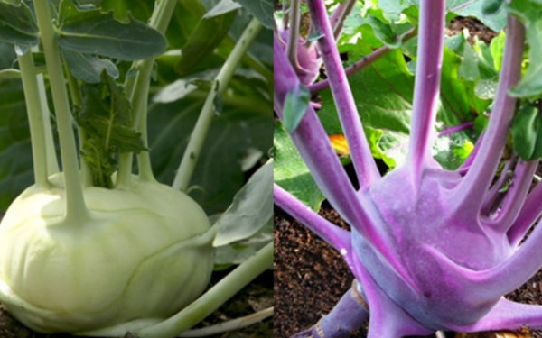 Warning: This group of people should stay away from kohlrabi as a "p o i s o n"