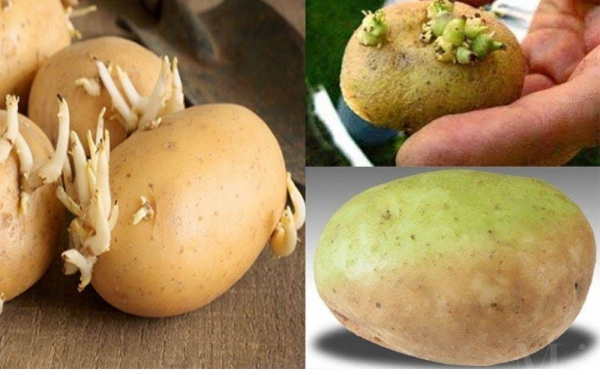 Here are some simple tips to keep your potatoes fresh and sprout-free