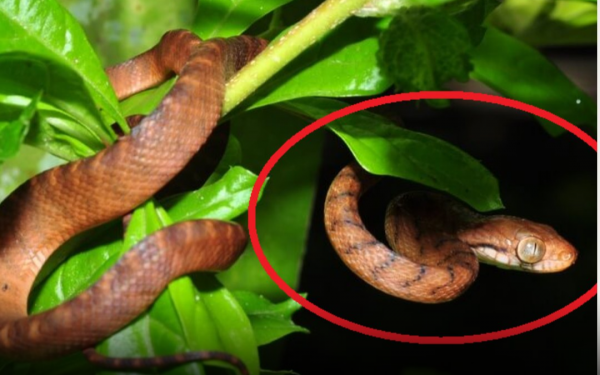 Snakes love these 4 plants in their home garden