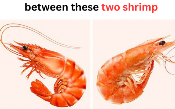 Only shrimp players can distinguish between these two shrimp