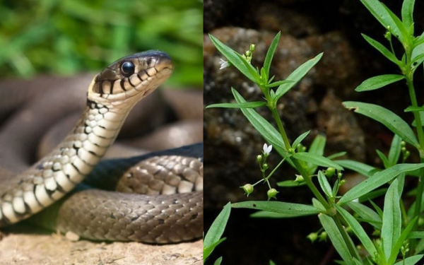 Plants that attract snakes into the house, remove them immediately