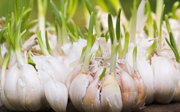 Don't throw away sprouted garlic