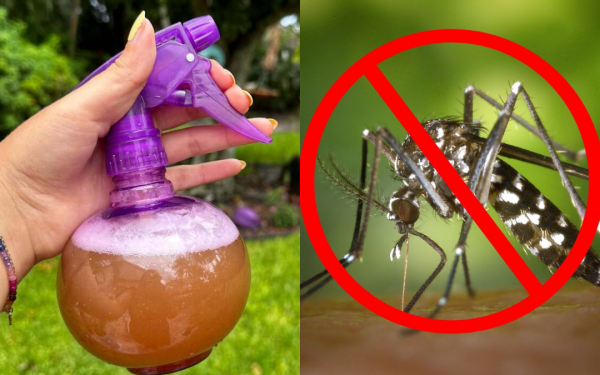 How to make a safe mosquito repellent spray in just a few minutes