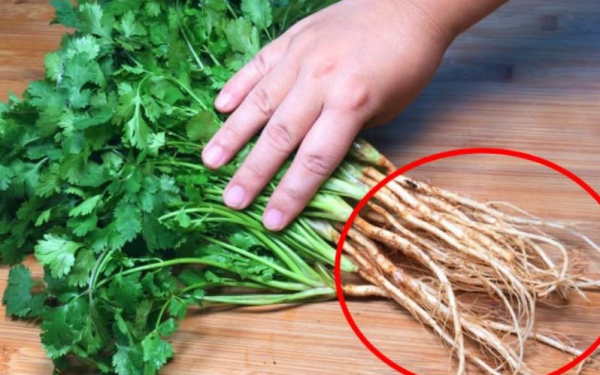 Throwing away coriander roots is wastefu