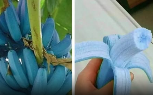 Strange Blue Banana That Naturally Tastes Like Vanilla Ice Cream