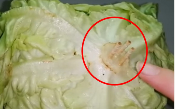 Tips for preserving lettuce with a toothpick