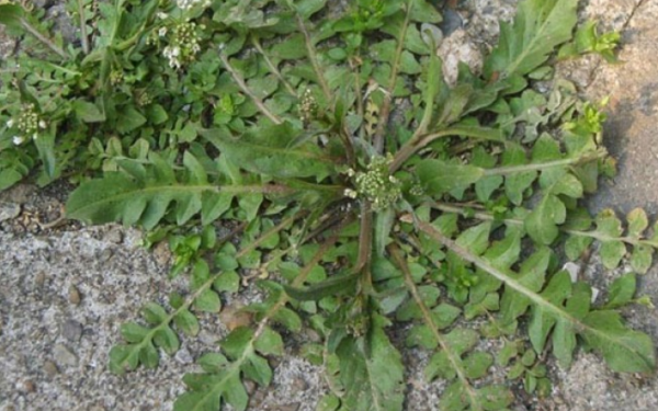 A precious wild vegetable like "poor man's ginseng"