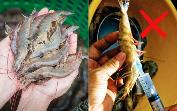 How to distinguish clean shrimp and shrimp injected with impurities