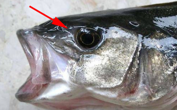 7 types of fish contain a lot of lead and mercury