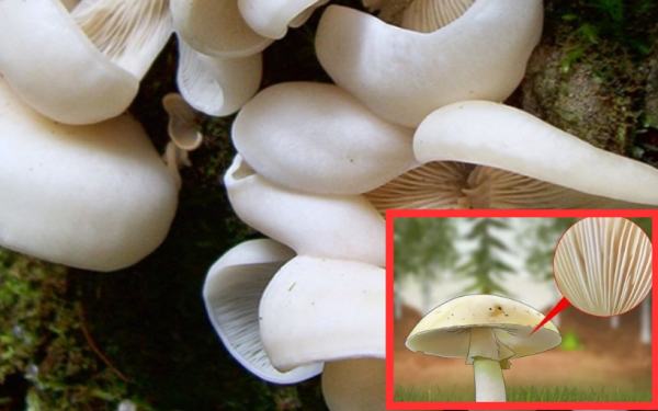 How to identify poisonous mushrooms