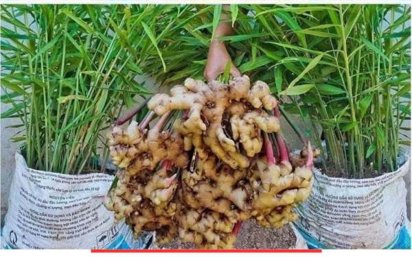 How to Grow Ginger in a Bag