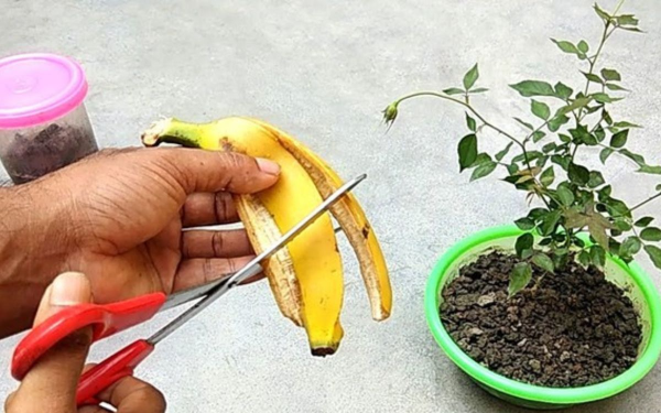 The Peel of a Fruit Dubbed a "Treasure" for Household Cleaning