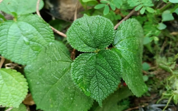 The World’s Most Pois.onous Plants