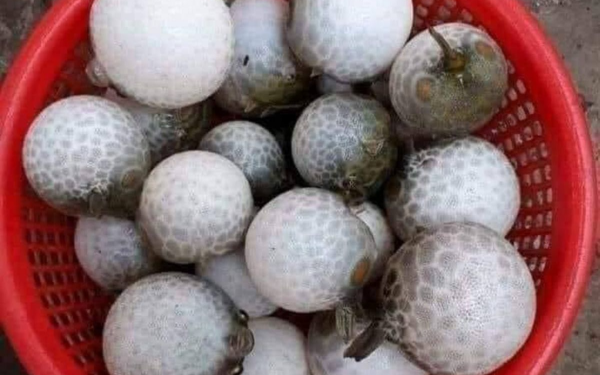 At the Beach, a Young Man Finds a Strange Round “Fruit” Like a Ball