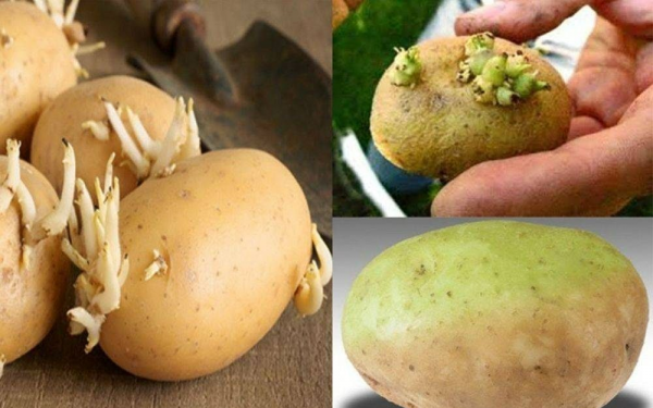 Tips to Keep Potatoes Fresh and Prevent Sprouting