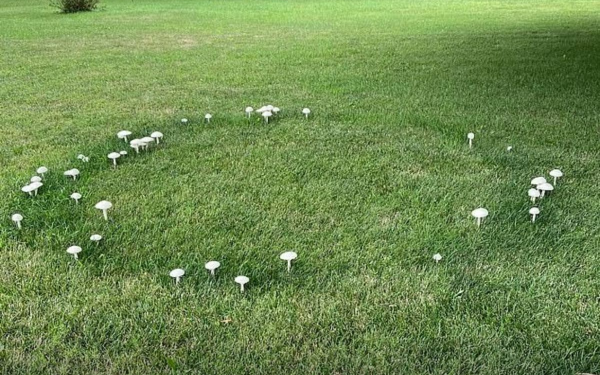 Strange Circular Formation in Her Garden: Woman Turns to Social Media and Is Shocked by the Answer