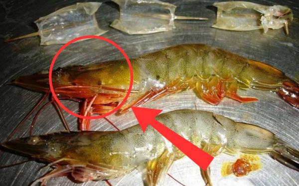 Reminder: If You See These 5 Signs When Buying Shrimp, Don’t Bring Them Home!