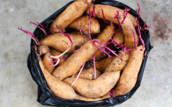 Can You Eat Sprouted Sweet Potatoes That Have Been Stored for a Long Time?