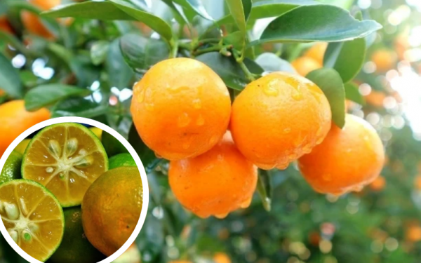 6 unexpected health benefits of kumquat